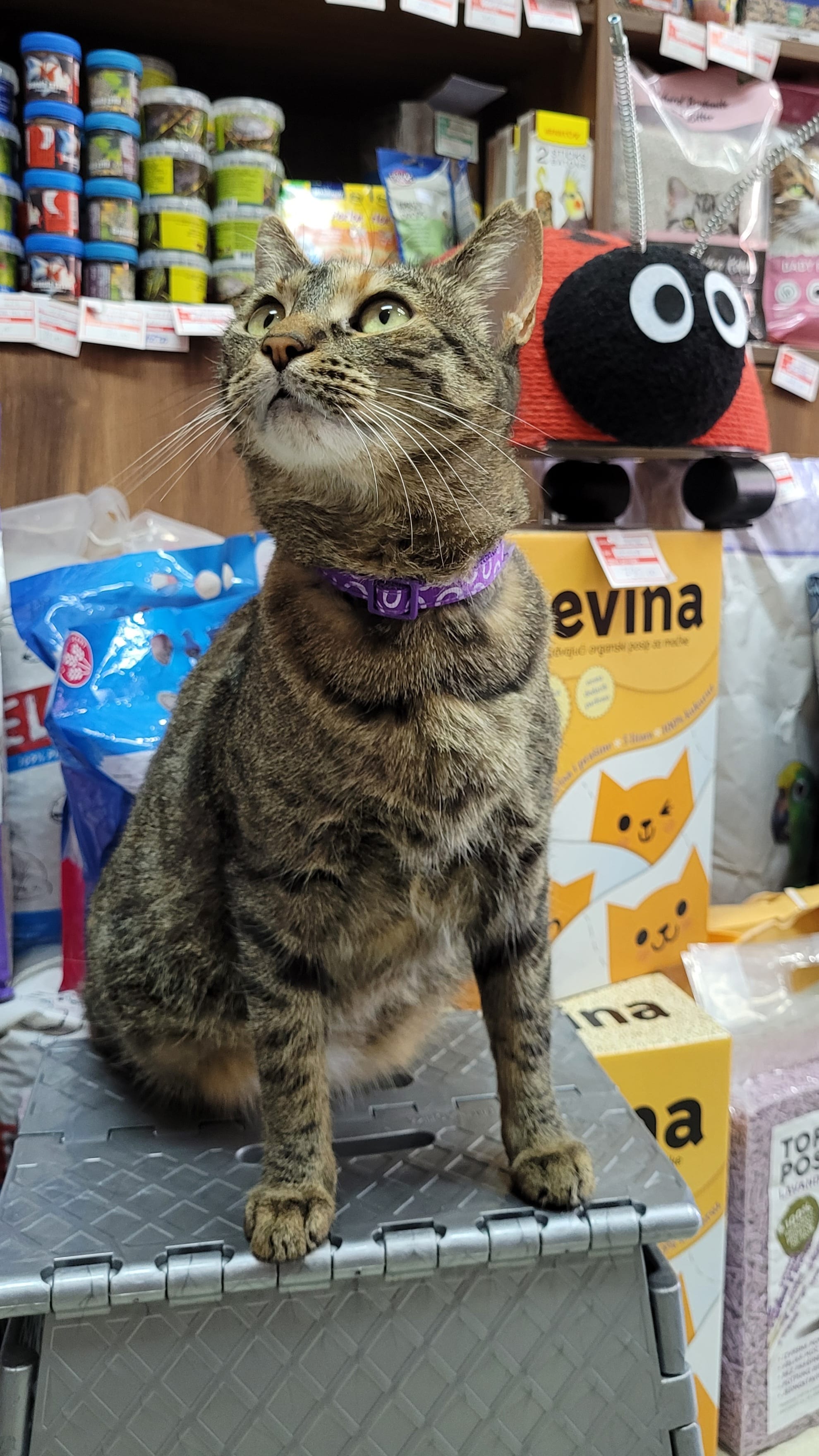 Smoki – maskota Pet Shop Riska